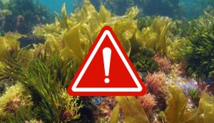 Illustrazione di un pericolo (Canva FOTO) - marinecue.it