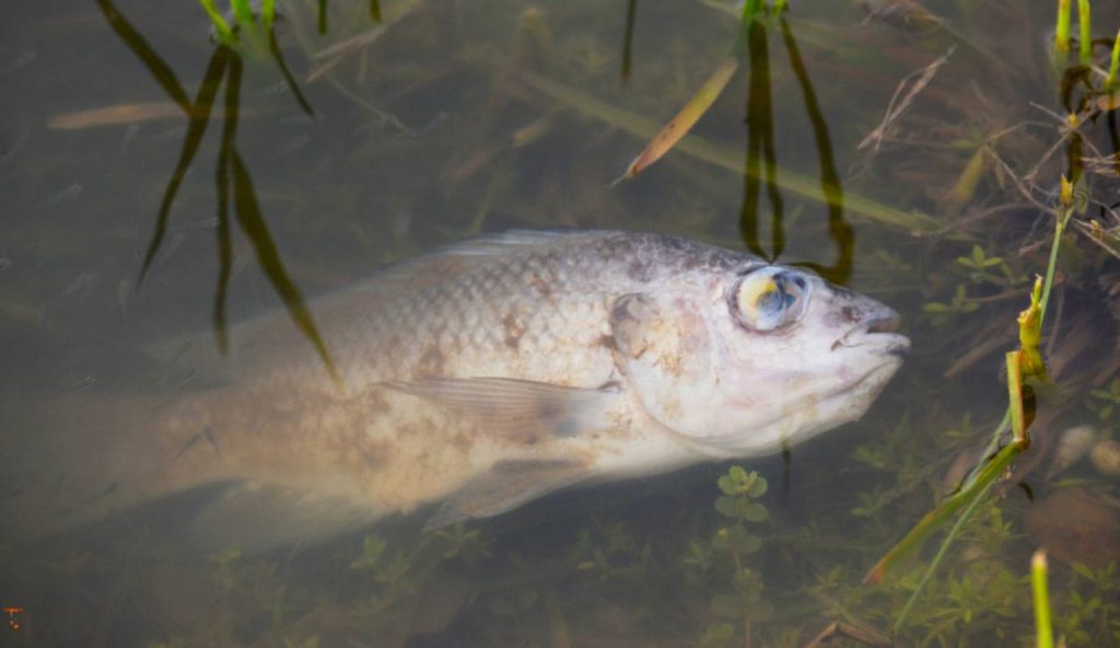 Illustrazione di un pesce morto (Canva FOTO) - marinecue.it