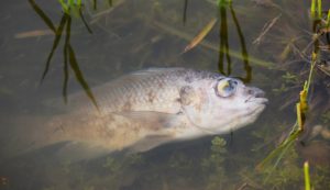 Illustrazione di un pesce morto (Canva FOTO) - marinecue.it