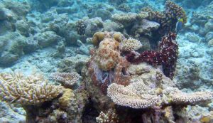 Illustrazione di un polpo (Canva FOTO) - marinecue.it