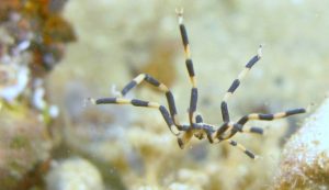 Illustrazione di un ragno marino (Canva FOTO) - marinecue.it