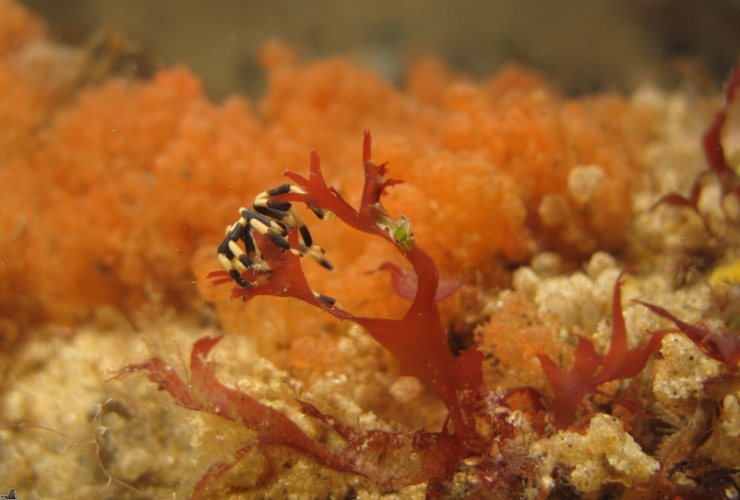 Illustrazione di un ragno marino nel suo habitat (Canva FOTO) - marinecue.it