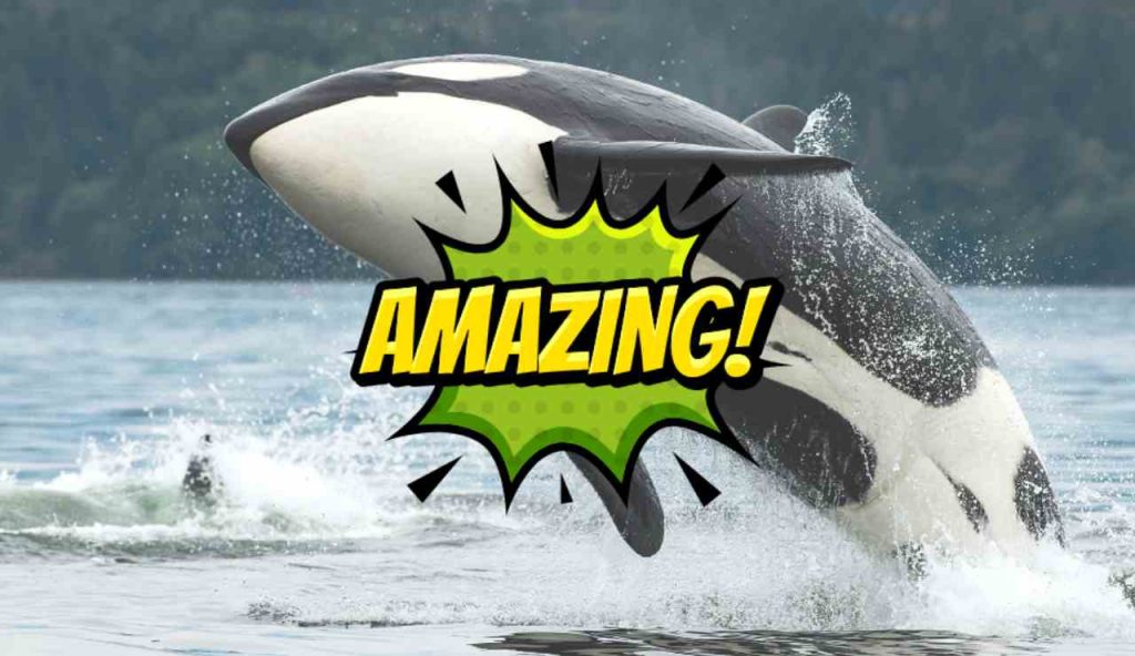 Illustrazione di un'orca (Canva FOTO) - marinecue.it
