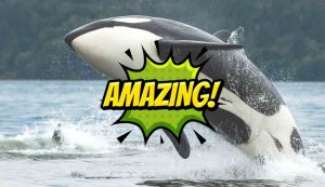 Illustrazione di un'orca (Canva FOTO) - marinecue.it