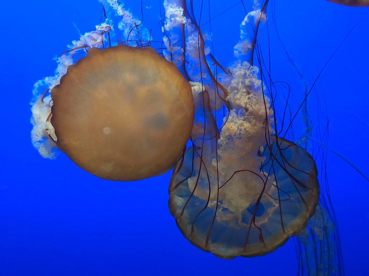 Invasione di meduse