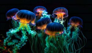 Meduse