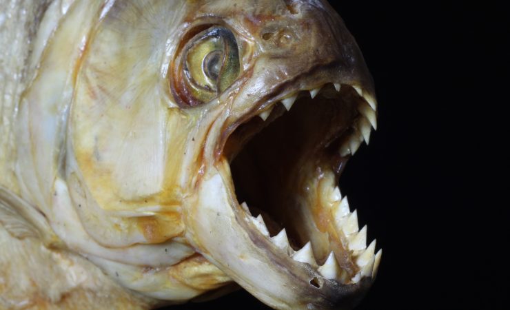 Pesce