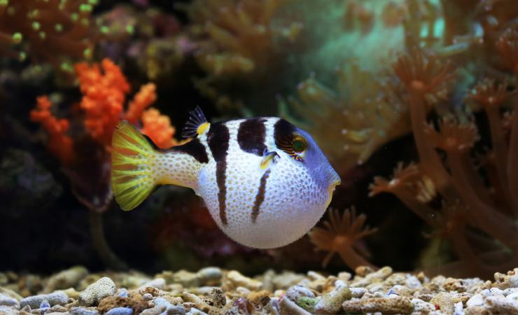 Pesce