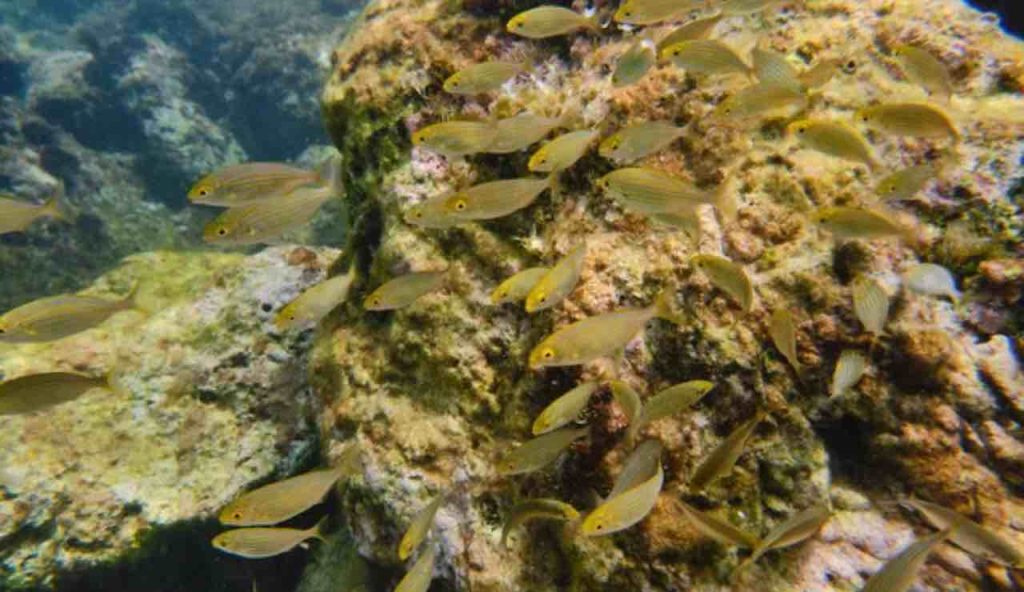 Specie marine