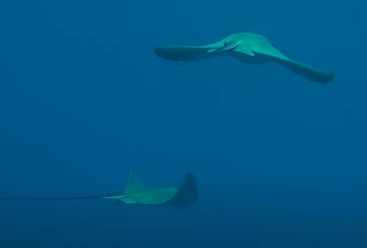 Aquile di Mare