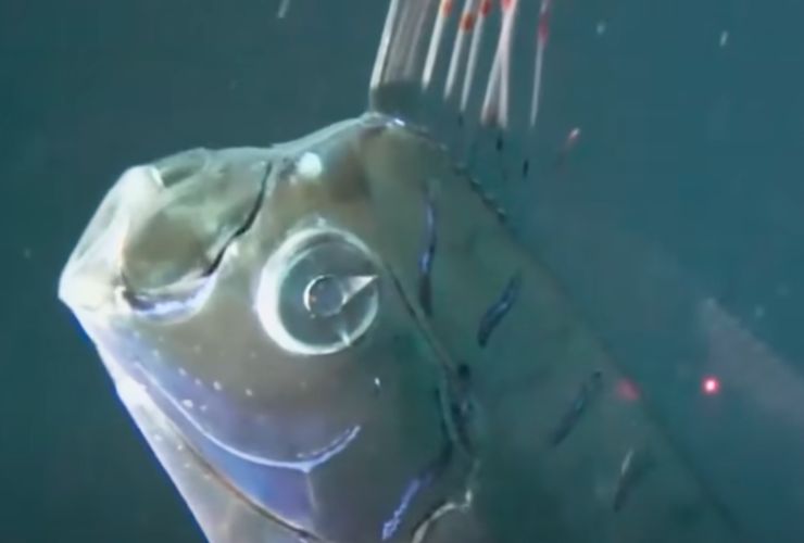 Pesce remo