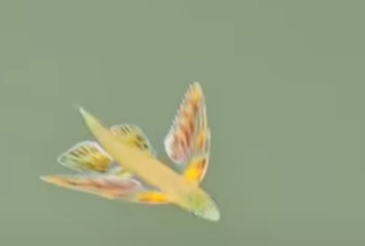 Pesce volante Venezia