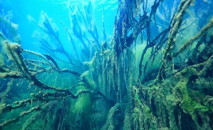 Acque marine