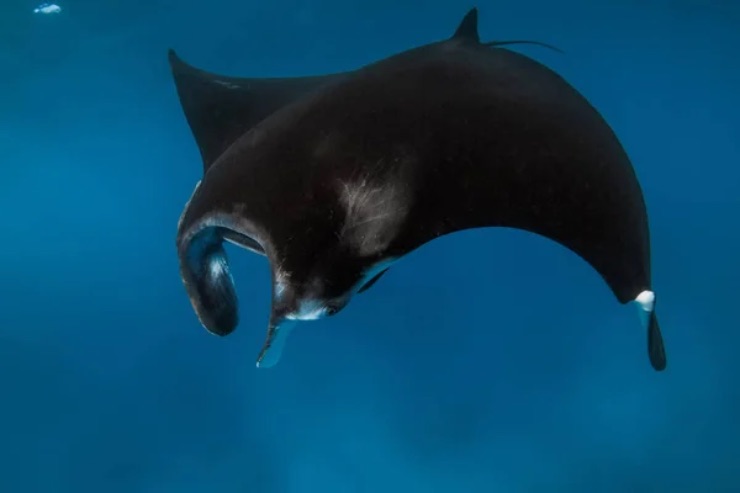 Diavolo mare Costiera Amalfitana