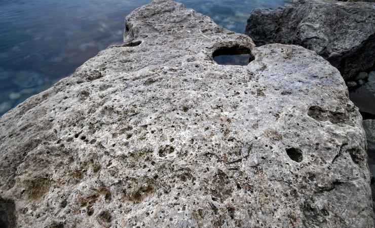 Fossile marino