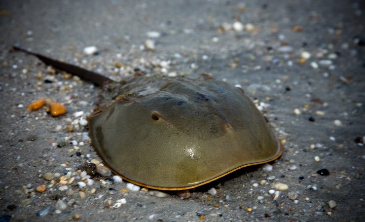 Un pesce molto particolare
