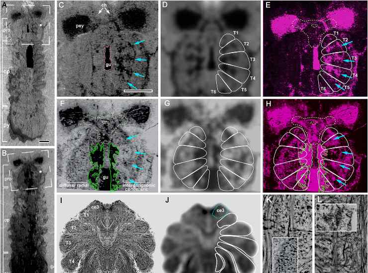 Illustrazione del sistema nervoso (Strausfeld et al., 2025 FOTO) - marinecue.it