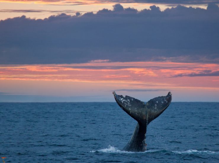 Illustrazione della coda di una balena (Canva FOTO) - marinecue.it
