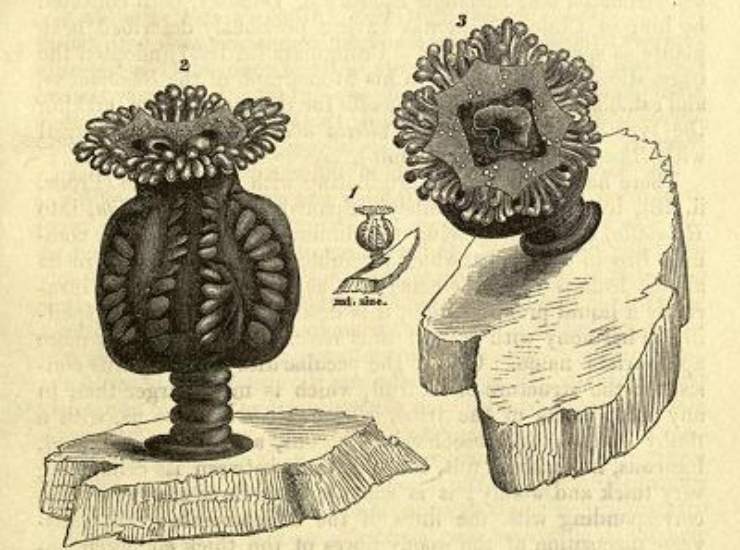 Illustrazione di Depastrum cyathiforme (Wikipedia Philip Henry Gosse (1810–1888) FOTO)- marinecue.it