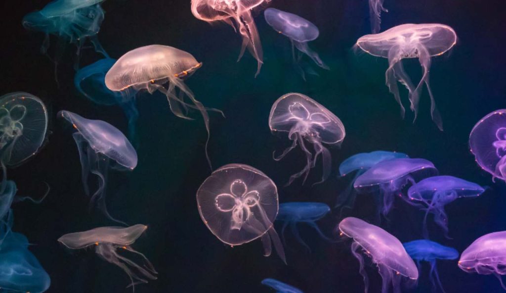 Illustrazione di alcune meduse (Canva FOTO) - marinecue.it