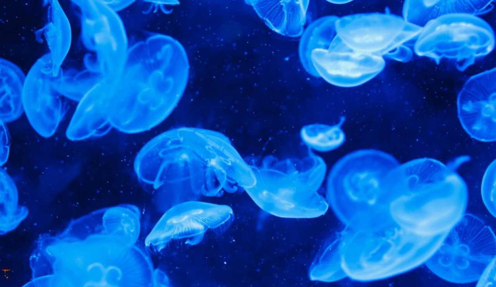 Illustrazione di alcune meduse (Canva FOTO) - marinecue.it