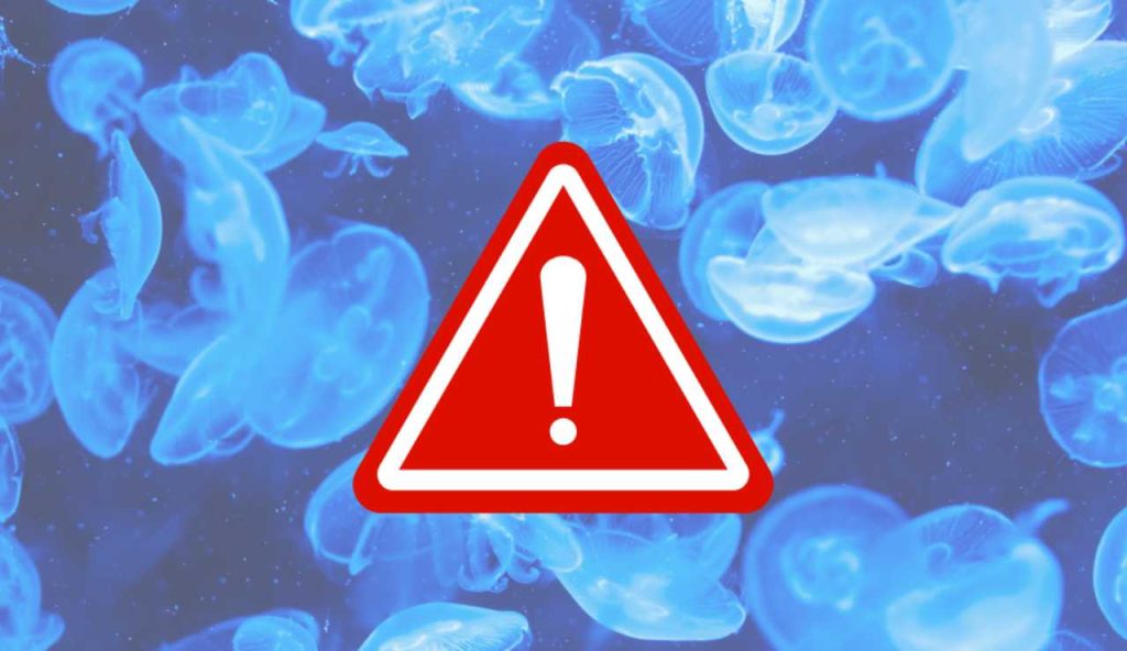 Illustrazione di alcune meduse pericolose (Canva FOTO) - marinecue.it