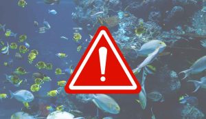 Illustrazione di alcune specie pericolose (Canva FOTO) - marinecue,it