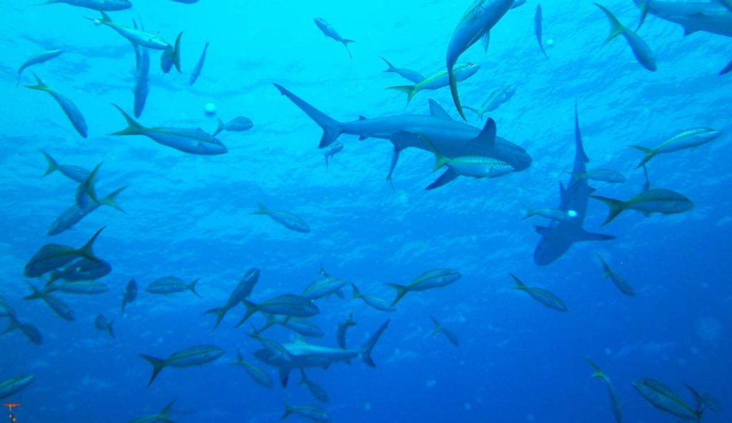 Illustrazione di alcuni squali (Canva FOTO) - marinecue.it