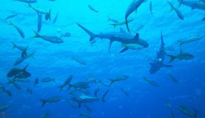 Illustrazione di alcuni squali (Canva FOTO) - marinecue.it