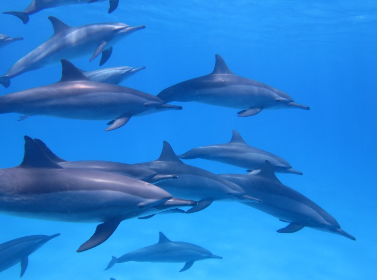 Illustrazione di alcuni delfini (Canva FOTO) - marinecue.it