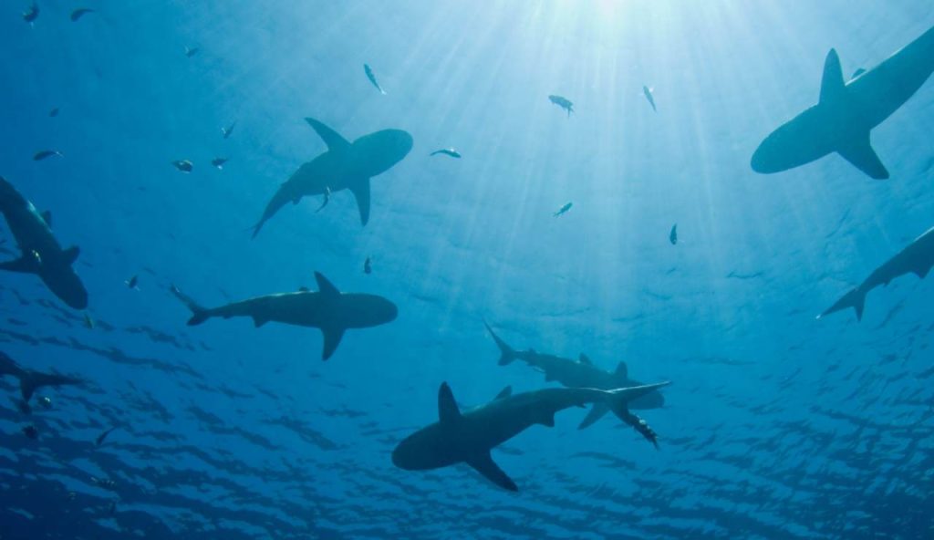 Illustrazione di alcuni squali (canva FOTO) - marinecue.it