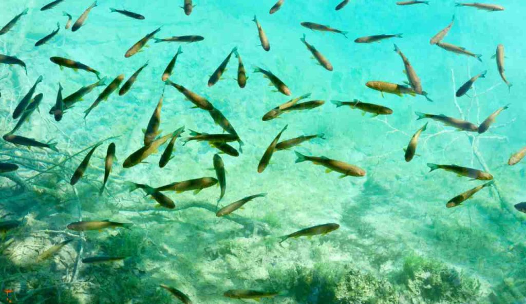 Illustrazione di pesci di piccole dimensioni (Canva FOTO) - marinecue.it