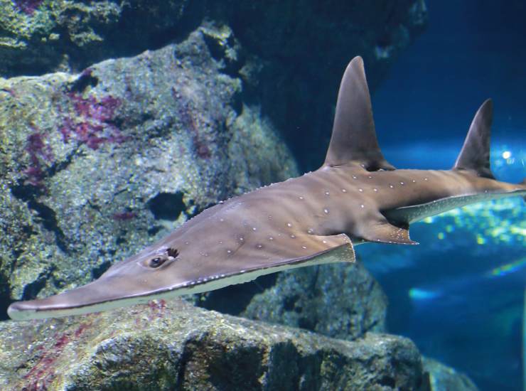 Illustrazione di un Rhynchobatus djiddensis (Canva FOTO) - marinecue.it