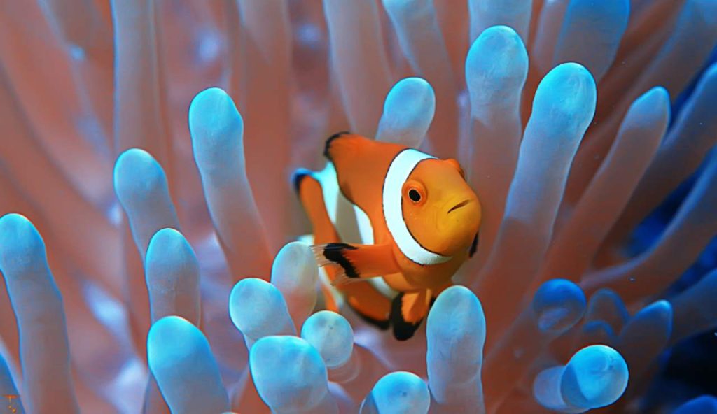 Illustrazione di un anemone e di un pesce pagliaccio (canva FOTO) - marinecue.it