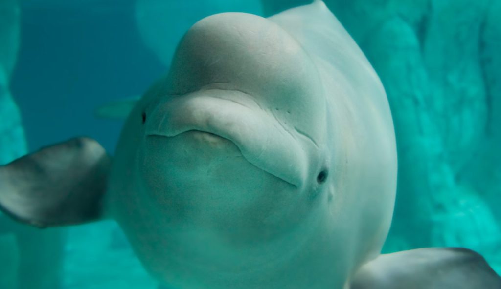 Illustrazione di un beluga (Canva FOTO) - marinecue.it