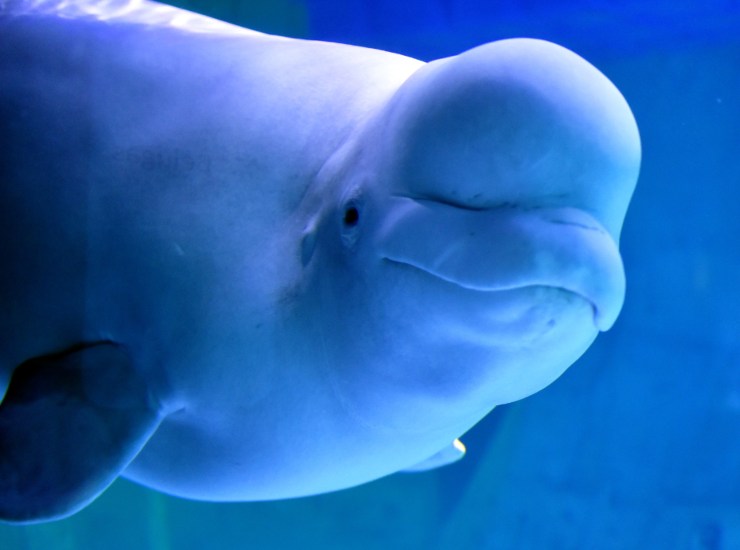 Illustrazione di un beluga mentre nuota (Canva FOTO) - marinecue.it