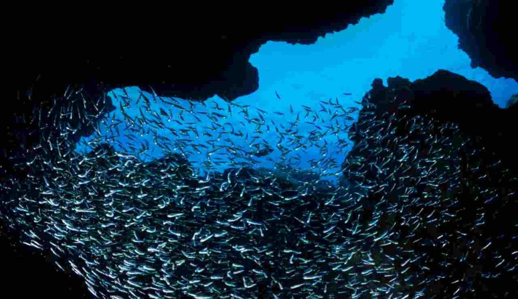 Illustrazione di un canyon marino (Canva FOTO) - marinecue.it