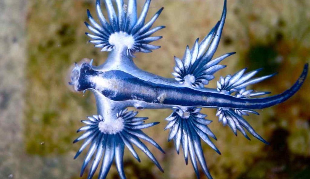 Illustrazione di un drago blu (Canva FOTO) - marinecue.it