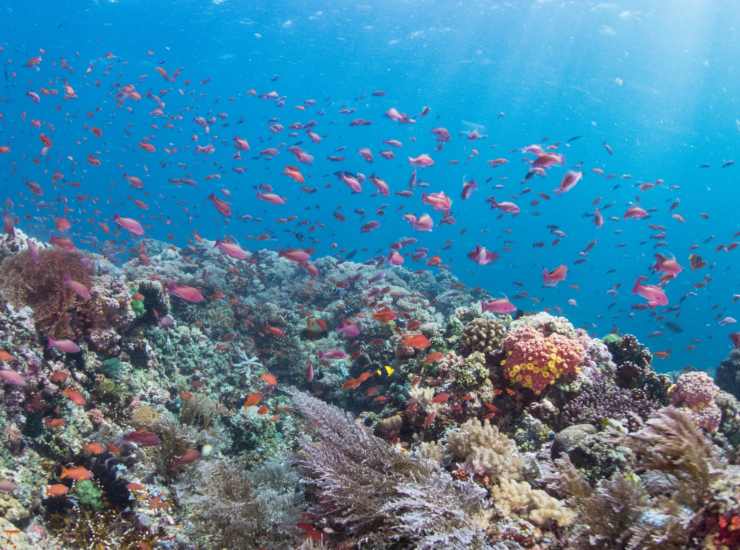 Illustrazione di un ecosistema marino (Canva FOTO) - marinecue.it