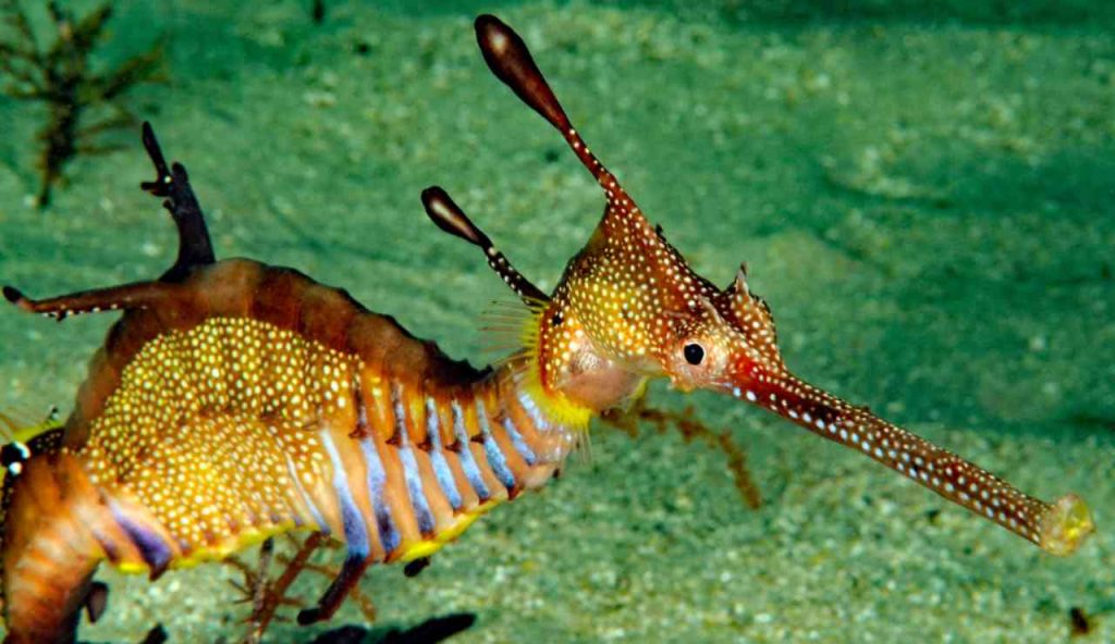 Illustrazione di un esemplare di Phyllopteryx taeniolatus (Canva FOTO) - marinecue.it
