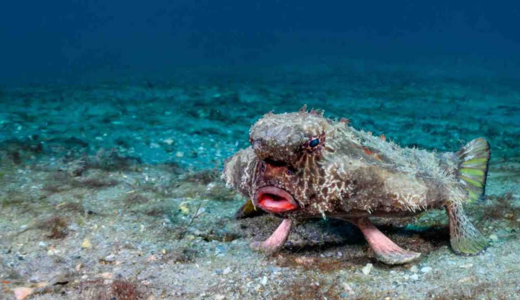 Illustrazione di un pesce pipistrello (Canva FOTO) - marinecue.it