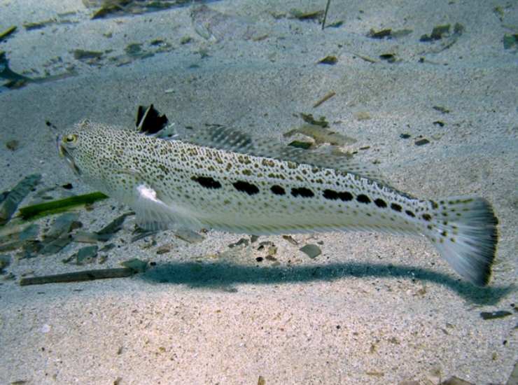 Illustrazione di un pesce ragno (Wikimedia Commons Roberto Pillon FOTO) - marinecue.it