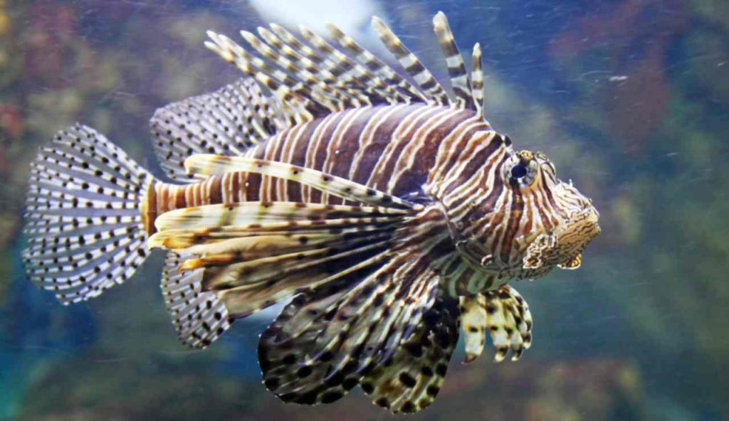 Illustrazione di un pesce scorpione (Canva FOTO) - marinecue.it (1)