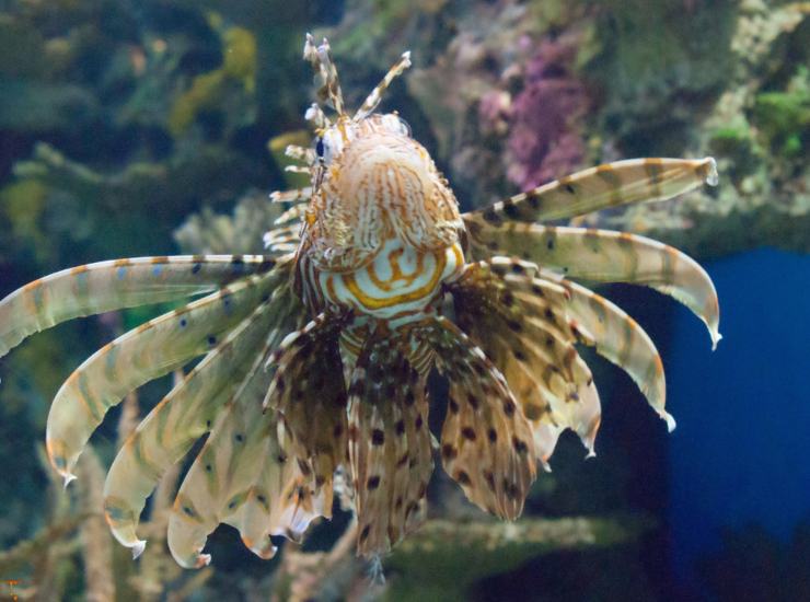 Illustrazione di un pesce scorpione durante il nuoto (Canva FOTO) - marinecue.it