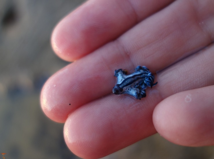 Illustrazione di un piccolo drago blu (Canva FOTO) - marinecue.it