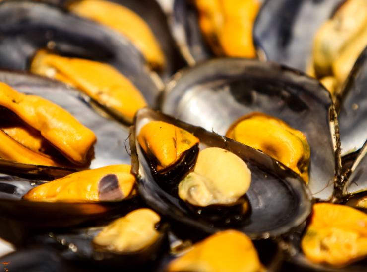 Illustrazione di un po' di cozze (Canva FOTO) - marinecue.it