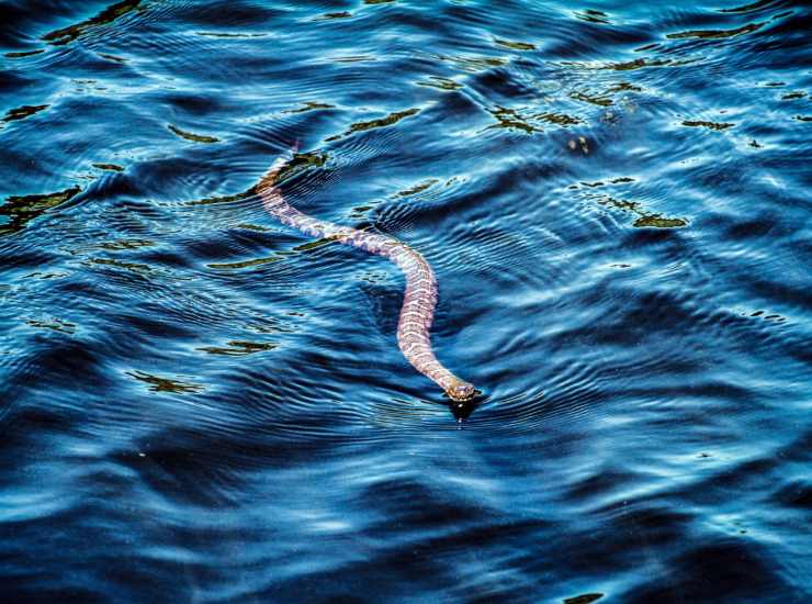 Illustrazione di un serpente d'acqua (Canva FOTO) - marinecue.it