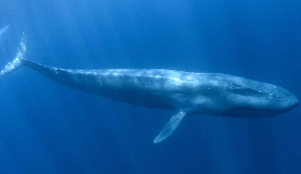 Illustrazione di un vero e proprio gigante (Canva FOTO) - marinecue.it