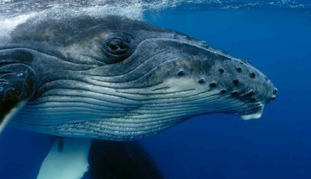 Illustrazione di una balena (Canva FOTO) - marinecue.it