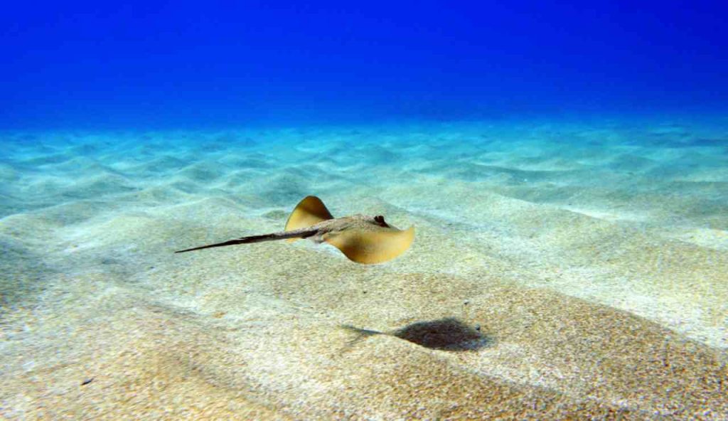 Illustrazione di una pastinaca (Canva FOTO) - marinecue.it